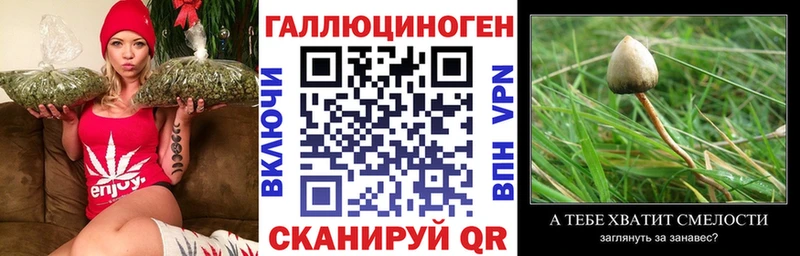 Галлюциногенные грибы Psilocybine cubensis  Сунжа 